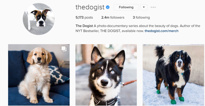 the dogist